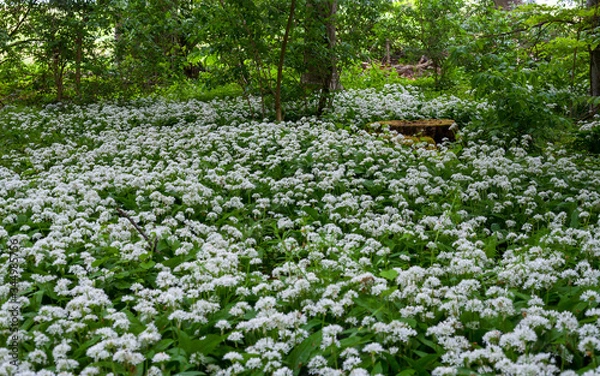 Fototapeta Blühender Bärlauch im Frühlingswald | Allium ursinum | flowering wild garlic / ramsons in spring forest | Standort: Baden-Württemberg, Deutschland | Loc: Germany