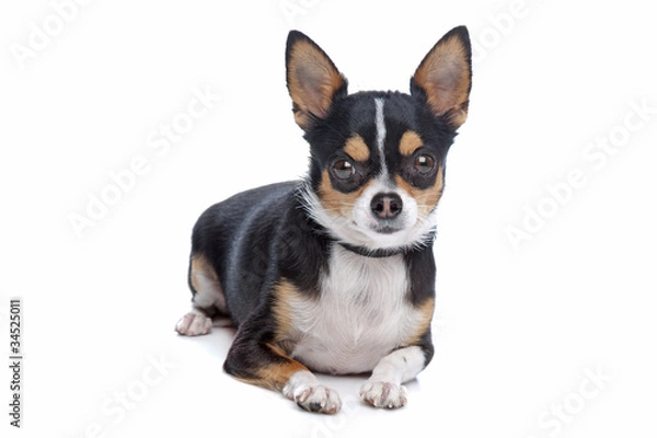 Fototapeta short-haired tricolor Chihuahua