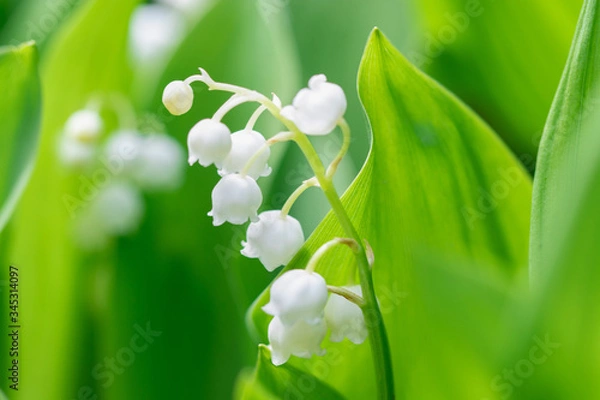 Fototapeta Flower Spring Lily of the valley in a garden