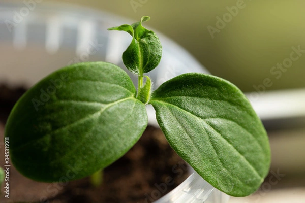 Fototapeta young plant in a garden