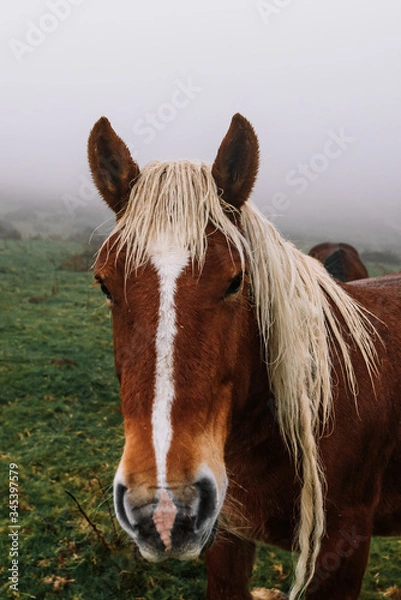 Fototapeta Portrait of the head of a native Navarre horse in a wet green meadow with fog.