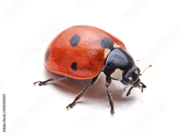 Fototapeta Seven spot ladybird in a white background. Macro photography. Coccinella septempunctata.