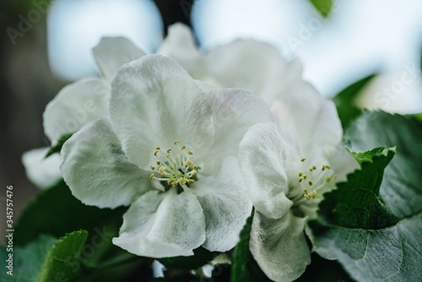 Fototapeta Beautiful flowers of white magnolia. Close-up.