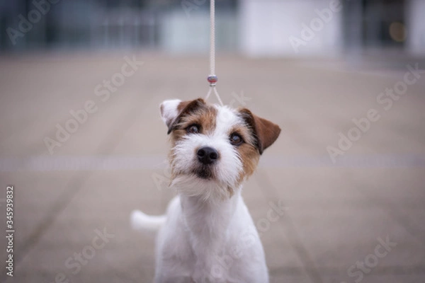 Obraz Parson Russell Terrier Head Portrait with Bokeh Background