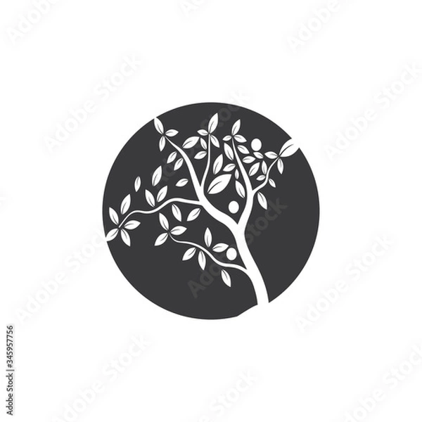 Fototapeta Tree Vector ,hand drawn,  illustration of  Olive tree vector design template