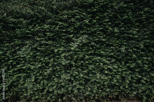 Fototapeta Hecke,Buchsbaum Hintergrund, flächig grün