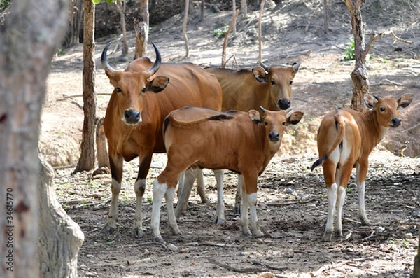 Fototapeta banteng