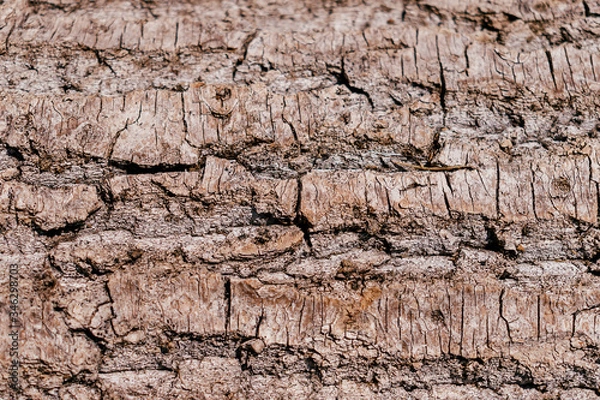 Fototapeta Tree bark texture background close up