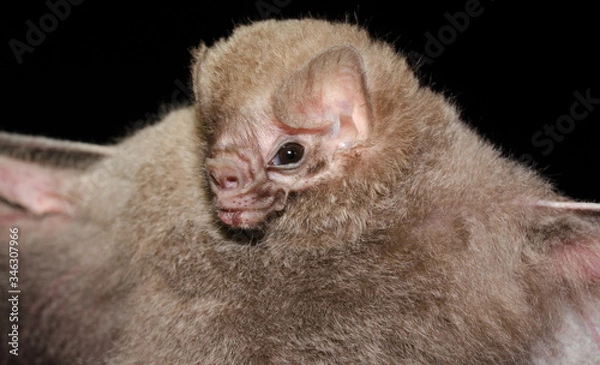 Fototapeta he Brazilian bat, hairy-legged vampire bat (Diphylla ecaudata) is one of three species of vampire bats. It mainly feeds on the blood of wild birds, but can also feed both on domestic birds and humans