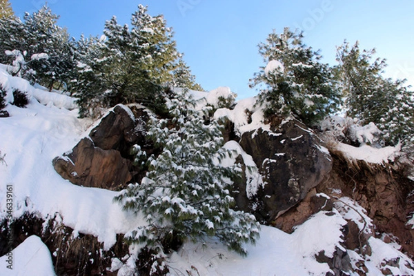 Fototapeta winter in the woods, christmas, snow, dog, nature,  cold, mountain, forest, landscape, white, outdoors, mountains, trees, ice, retriever, season,  tree.