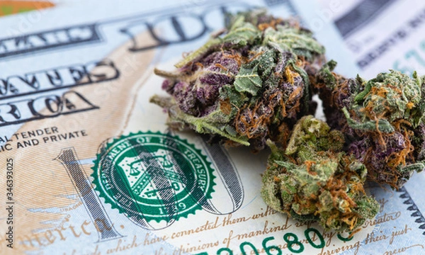 Fototapeta medical marijuana, cannabis with one hundred dollars banknotes macro, closeup