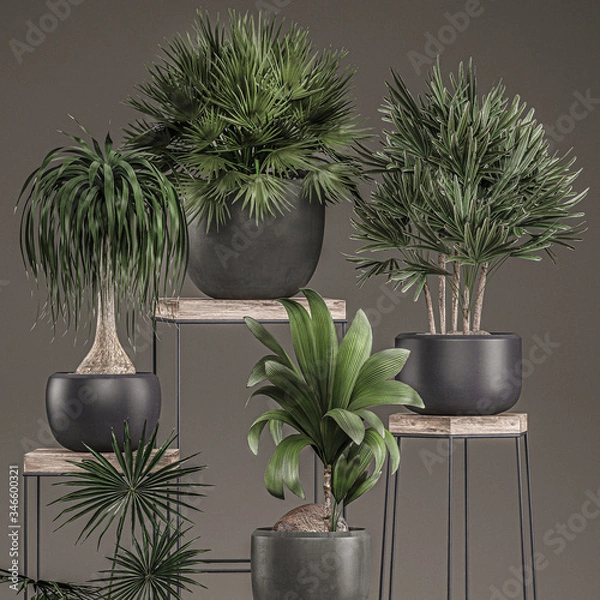 Fototapeta 3D illustration of Decorative plants in pots on a stand on black background