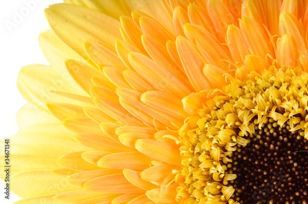 Fototapeta Yellow daisy-gerbera