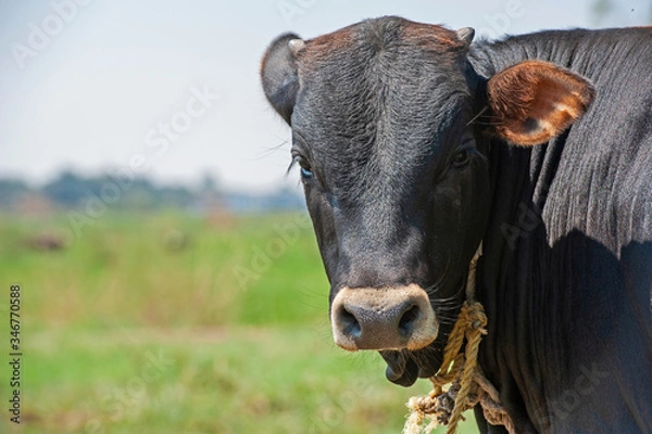 Obraz Closeup head of domestic african egyptian cattle livestock