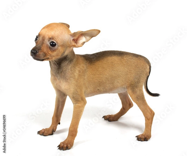 Fototapeta Toy-terrier puppy