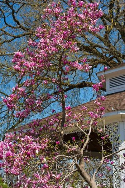 Fototapeta Magnolia in bloom with gazebo behind it