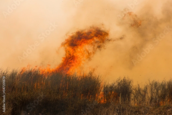 Obraz Wild fire in the field, orange flames and black smoke