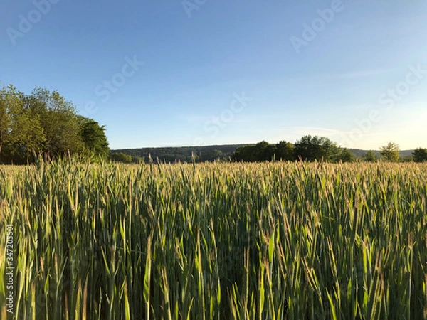 Fototapeta Sommerlandschaft in einem Park mit angrenzendem Weizenfeld