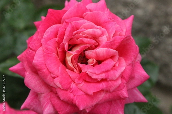 Fototapeta close up of a pink rose.