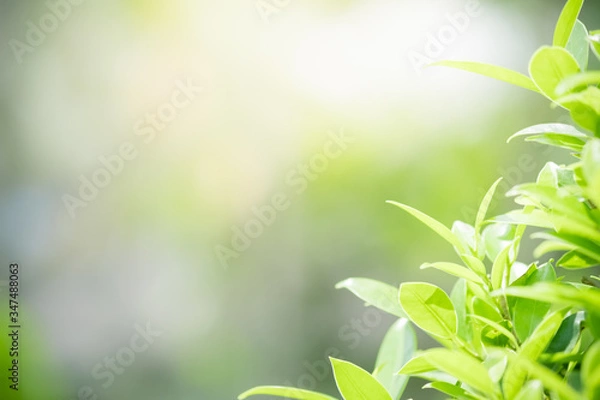 Fototapeta Amazing nature view of green leaf on blurred greenery background in garden and sunlight with copy space using as background natural green plants landscape, ecology, fresh wallpaper concept.