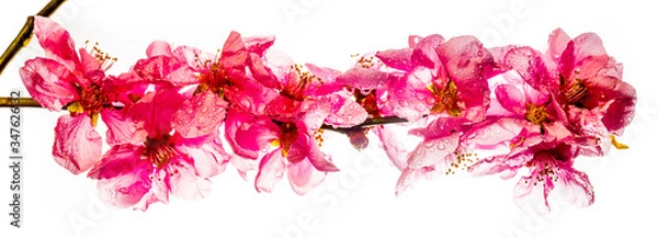 Fototapeta Branch of pink cherry blossoms on white background