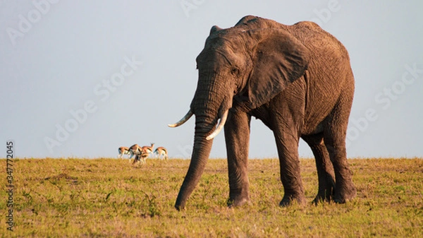 Fototapeta Single African elephant walking through Savanna