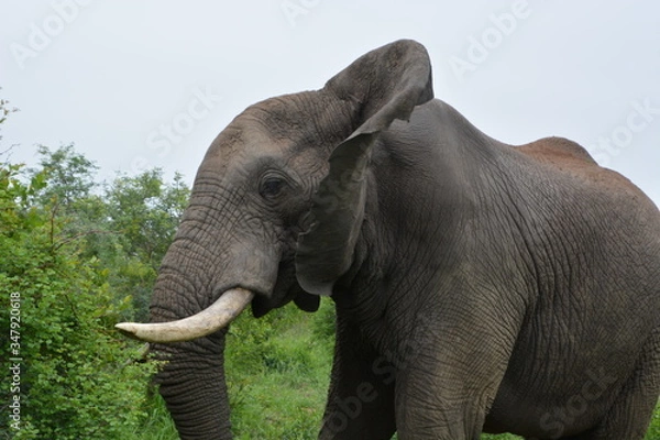 Fototapeta Kruger National Park - South Africa