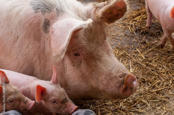 Fototapeta Small piglet and adult pig in a farm.Domestic animal