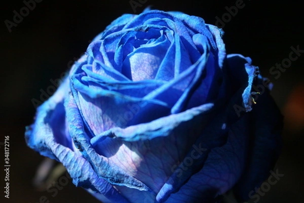 Fototapeta ROSA BLUE