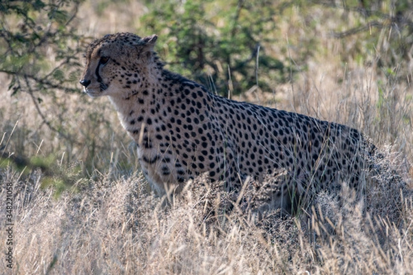 Fototapeta A male cheetah (Acinonyx jubatus) in the Madikwe Reserve, South Africa