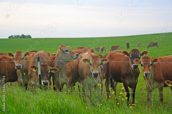 Fototapeta Many red cows at the pasture in spring