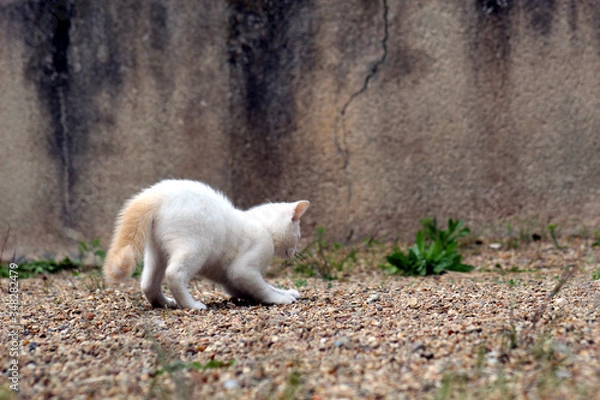 Fototapeta Petit chaton blanc jouant à l'extérieur et s'arrêtant tout d'un coup