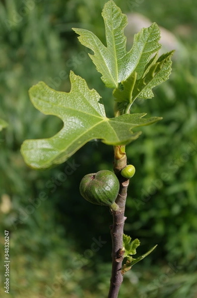 Fototapeta Figs growing on a tree on a green background in garden. Unripe green figs on tree, vegan life and diet concept.