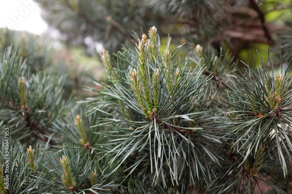 Fototapeta Pinus sylvestris (Watereri), 2020