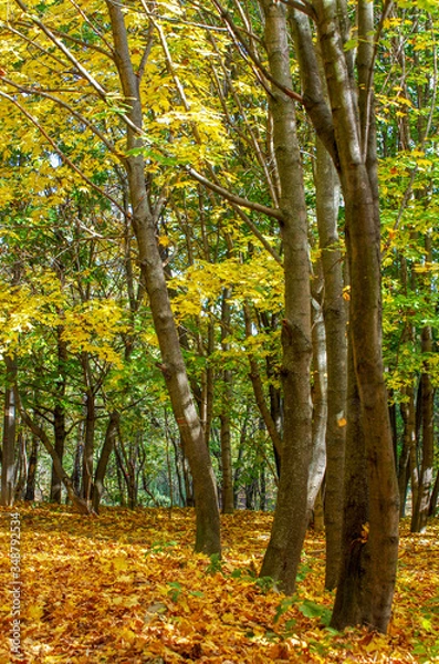 Fototapeta Golden autumnal forest with sunbeams