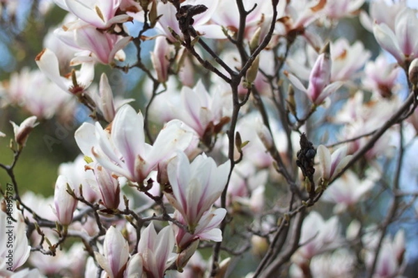 Obraz Magnolia flowers