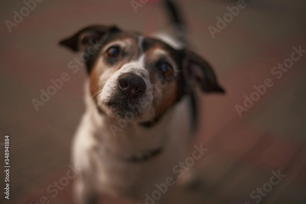 Fototapeta dog jack russell terrier in the park outdoors playing and posing