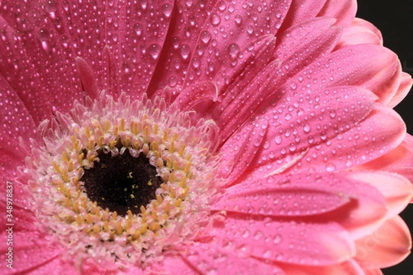 Fototapeta Pink Gerbera close up mit feinen Wassertropfen