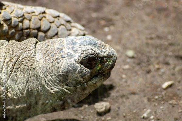 Fototapeta Detail of head of land turtle