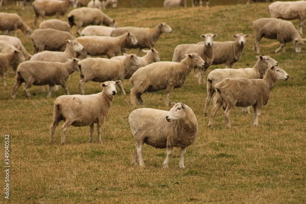 Fototapeta Sheep in Field