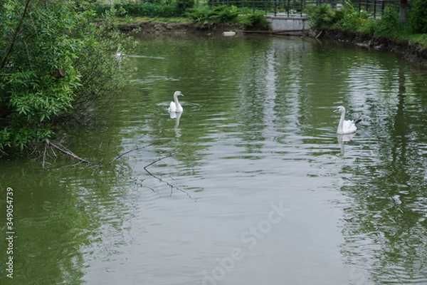 Fototapeta Beautiful spring river swans birds in the flowing nature. Colorful landscape in the morning and evening. Travel to deserted places of the world. Stock photo for design