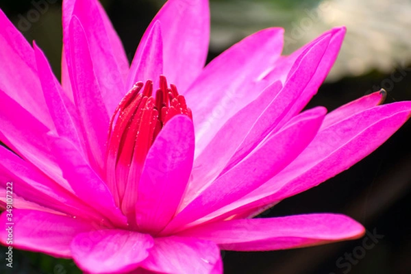 Fototapeta Tropical pink lotus (Nelumbo nucifera) blossom in India