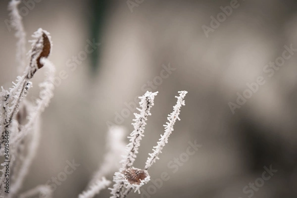 Fototapeta Frozen branches in winter time. This frost make so nice creature. 