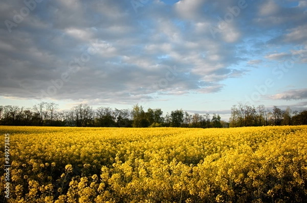 Fototapeta Rapeseed field at sunset.