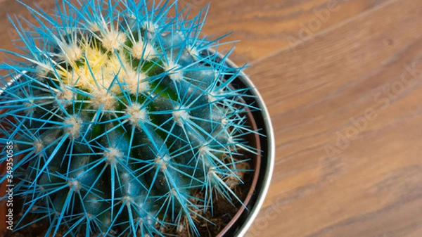 Fototapeta Cactus in a metal pot, blue needles.