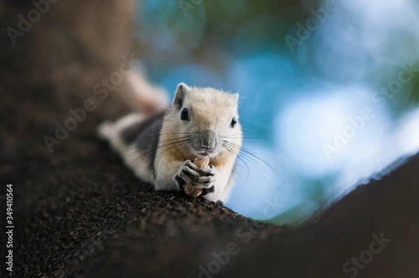 Fototapeta squirrel on a branch