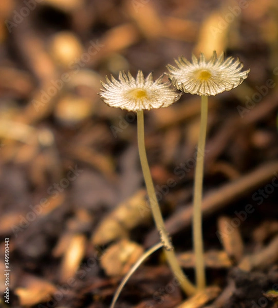 Fototapeta Fragile Fungi