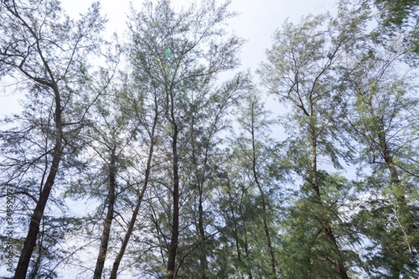 Fototapeta Low angle view of pine tree forest with green leaves.