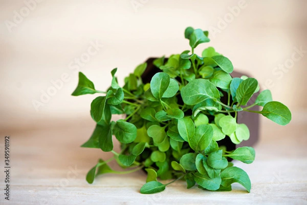 Fototapeta Fresh arugula grass in a brown pot on a wooden background, grown at home. The pot lies on the table