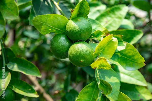 Fototapeta Lemon on the tree in the garden where the farmers grow